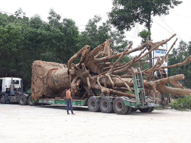 chinh-quyen-dia-phuong-len-tieng-ve-viec-3-cay-da-quai-thu-duoc-trong-tam-o-hue
