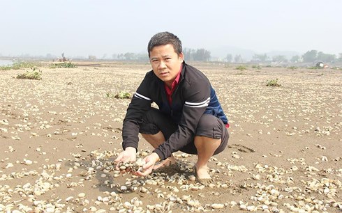 tim-ra-nguyen-nhan-khien-hang-100-tan-ngao-chet-hang-loat-o-thanh-hoa