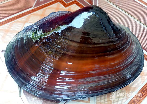 nghe-an-loi-ao-bat-ca-bat-ngo-bat-duoc-cu-trai-nang-15-kg