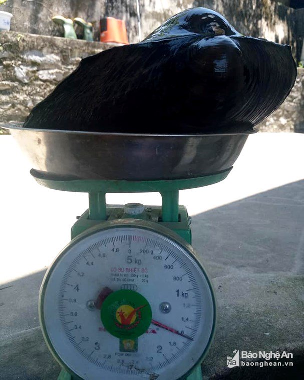 nghe-an-loi-ao-bat-ca-bat-ngo-bat-duoc-cu-trai-nang-15-kg