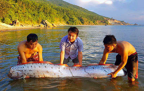 ha-tinh-ca-ho-rong-khung-dai-hon-3m-dat-vao-bo-bien