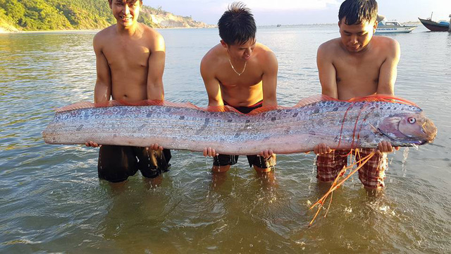 ha-tinh-ca-ho-rong-khung-dai-hon-3m-dat-vao-bo-bien