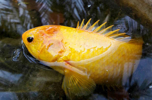 hau-giang-bat-duoc-ca-ro-vang-ong-anh-nong-dan-chi-de-nuoi-chu-khong-ban