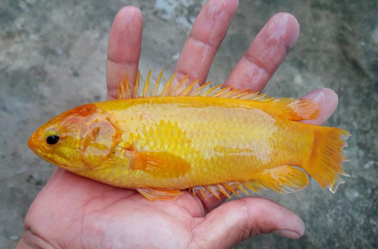 hau-giang-bat-duoc-ca-ro-vang-ong-anh-nong-dan-chi-de-nuoi-chu-khong-ban