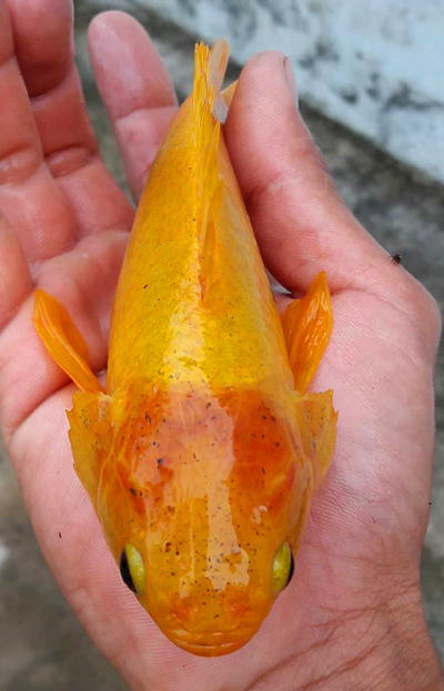 hau-giang-bat-duoc-ca-ro-vang-ong-anh-nong-dan-chi-de-nuoi-chu-khong-ban