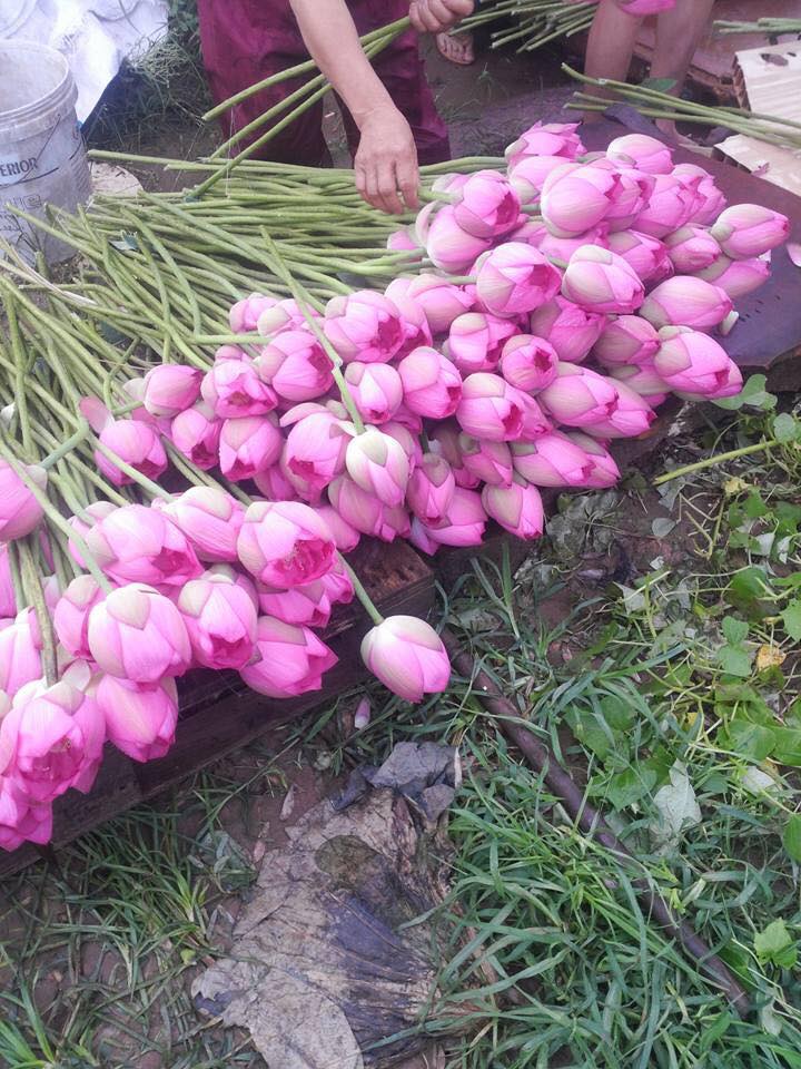 nhung-san-vat-mua-he-ngon-bo-re-ban-nen-thuong-thuc-ngay-hoac-mua-de-tu-lanh-an-dan nhung-san-vat-mua-he-ngon-bo-re-ban-nen-thuong-thuc-ngay-hoac-mua-de-tu-lanh-an-dan