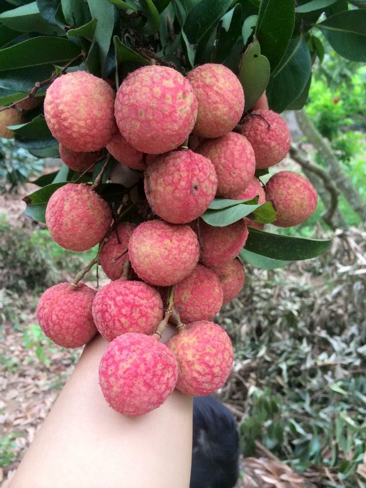 nhung-san-vat-mua-he-ngon-bo-re-ban-nen-thuong-thuc-ngay-hoac-mua-de-tu-lanh-an-dan nhung-san-vat-mua-he-ngon-bo-re-ban-nen-thuong-thuc-ngay-hoac-mua-de-tu-lanh-an-dan