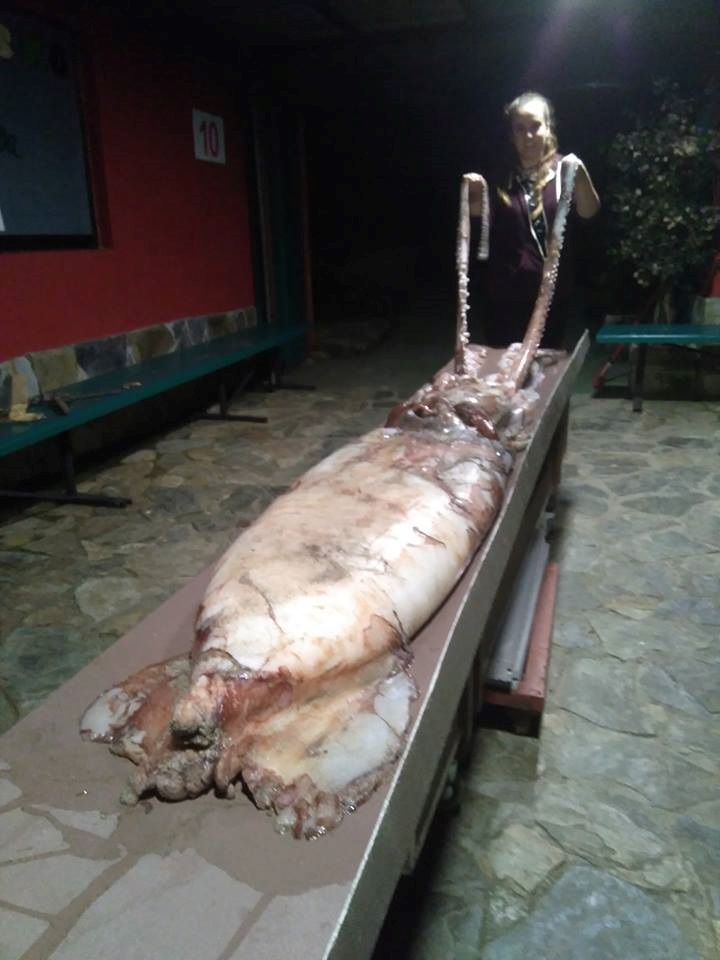 my-choang-voi-muc-khong-lo-kich-thuoc-3m-nang-hon-40kg-chet-dat-bo-bien