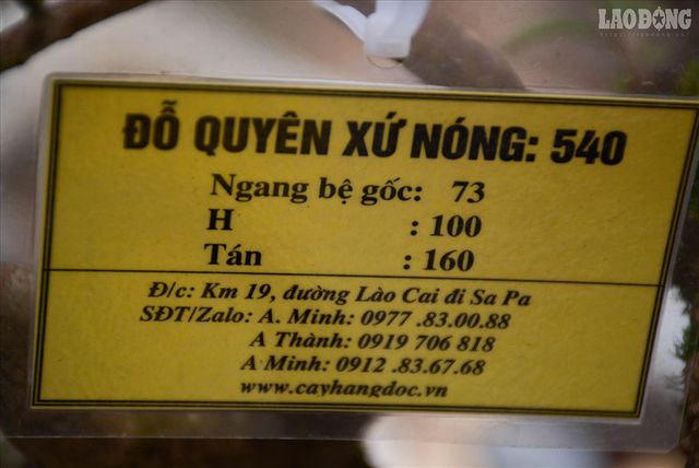 ngam-cay-do-quyen-xu-nong-400-nam-tuoi-co-gia-gan-1-ty-dong-tai-ha-noi