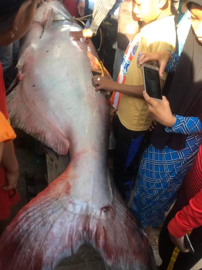 an-giang-ca-tra-dau-khong-lo-mac-luoi-ngu-dan-ban-200000-dong-kg