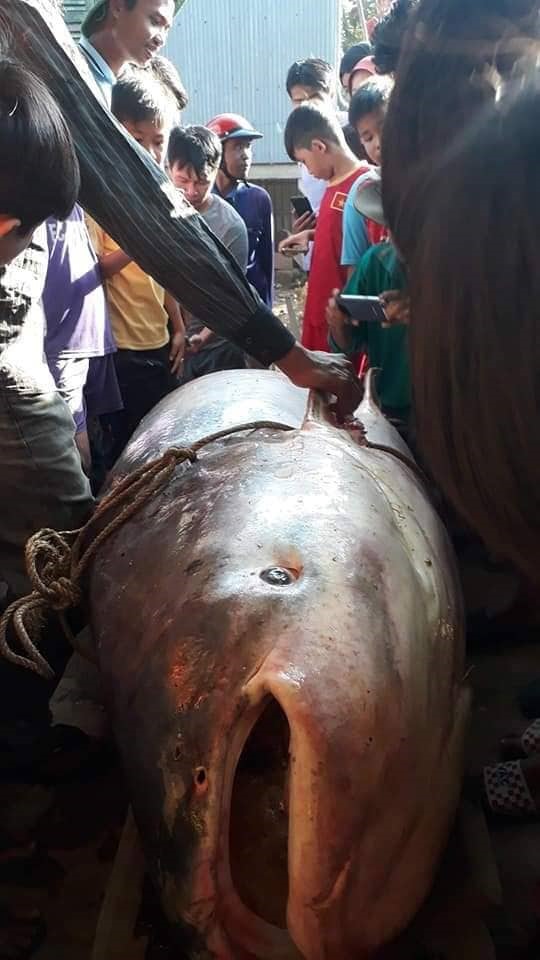 an-giang-ca-tra-dau-khong-lo-mac-luoi-ngu-dan-ban-200000-dong-kg