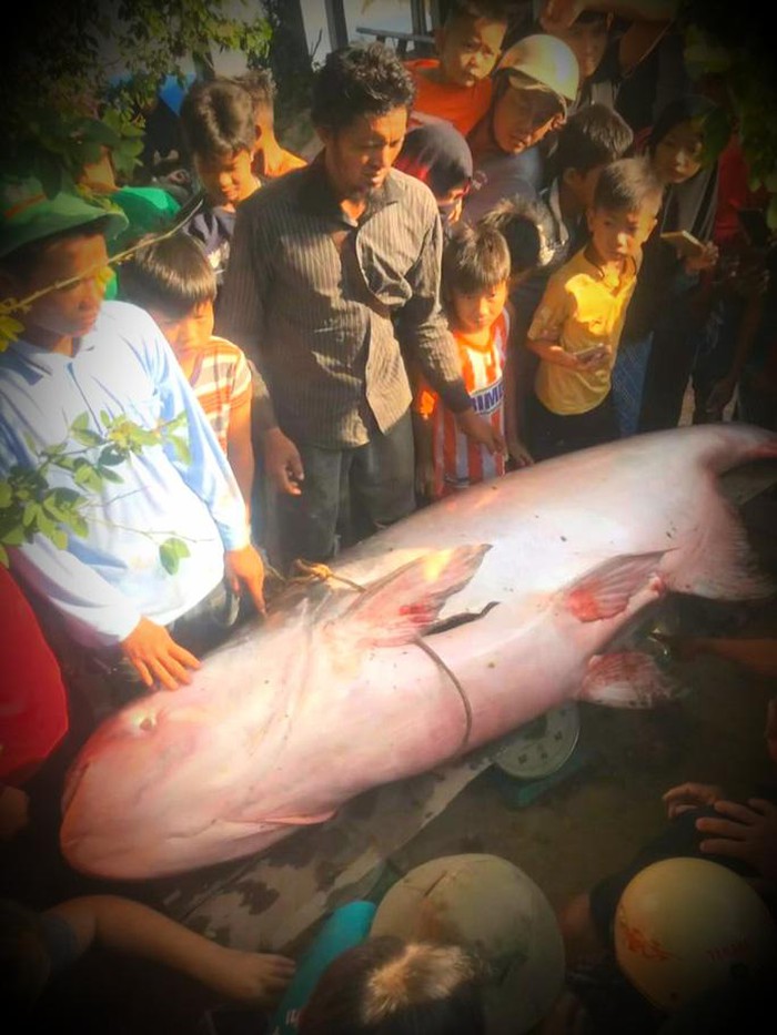an-giang-ca-tra-dau-khong-lo-mac-luoi-ngu-dan-ban-200000-dong-kg