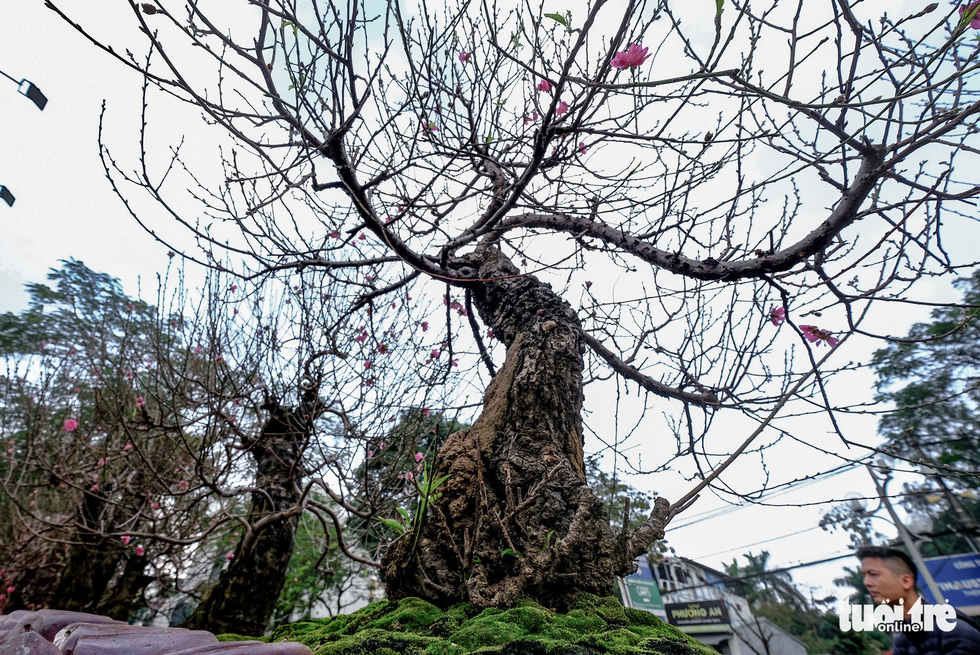doc-la-voi-chau-hoa-dao-long-quyen-ngu-hanh-son-gia-hon-1-ty-tai-ha-noi