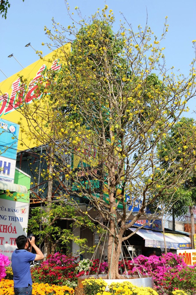 can-canh-cu-mai-vang-tram-tuoi-duoc-rao-ban-voi-gia-24-ty-dong-o-can-tho