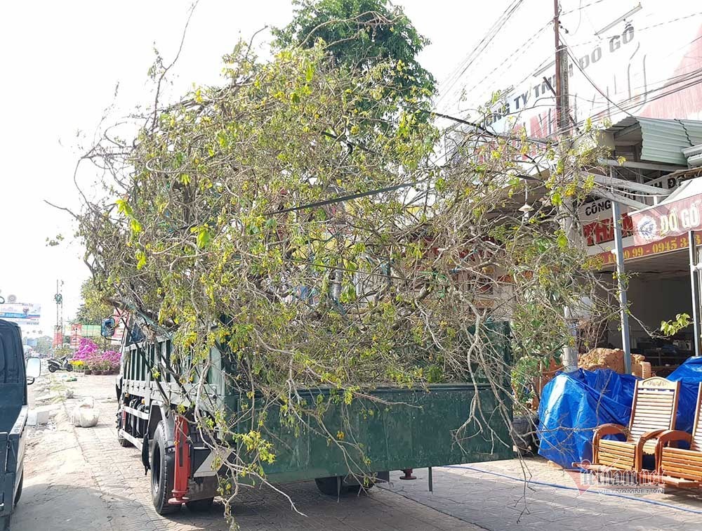 can-canh-cu-mai-vang-tram-tuoi-duoc-rao-ban-voi-gia-24-ty-dong-o-can-tho