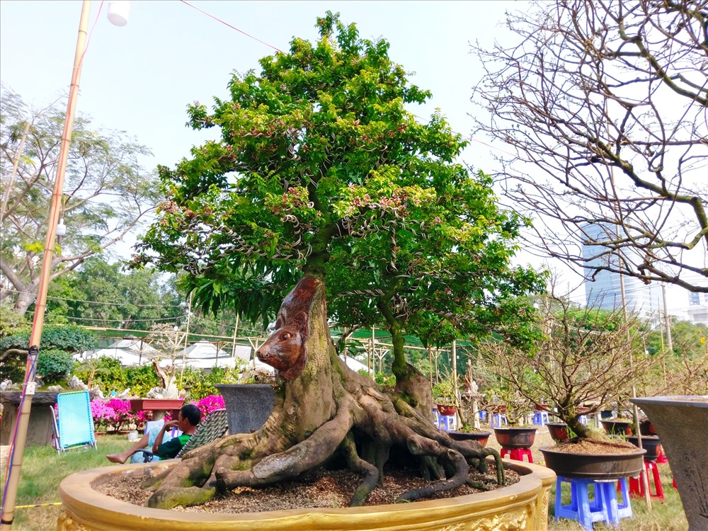 tphcm-doc-la-voi-cay-khe-co-thu-dau-chuot-co-gia-nua-ty-dong-tai-cho-hoa-xuan