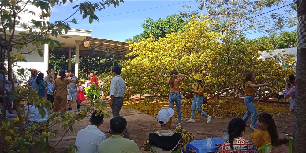 ngam-cay-mai-vang-co-thu-55-tuoi-doc-nhat-vo-nhi-o-dong-nai