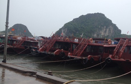 Khu vực ngã ba Cửa Ông (Quảng Ninh) đang có mưa to, gió giật mạnh thành từng cơn. Tàu thuyền đã được đưa vào neo đậu tại cảng Cái Rồng.