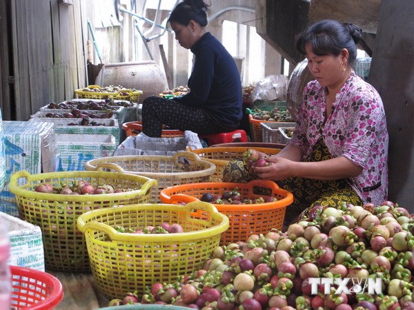 Tin khoa học c&ocirc;ng nghệ trong nước mới nhất: Nghiệm thu dự &aacute;n ph&aacute;t triển nh&atilde;n hiệu tập thể măng cụt T&acirc;n Qui