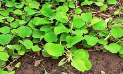 Kim tiền thảo l&agrave; b&agrave;i thuốc chữa sỏi thận rất hiệu nghiệm