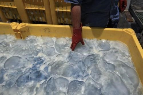 Với sứa giả, thậm chí bạn dùng tay kéo căng cũng không hoặc rất khó đứt. Ảnh: Kiến th