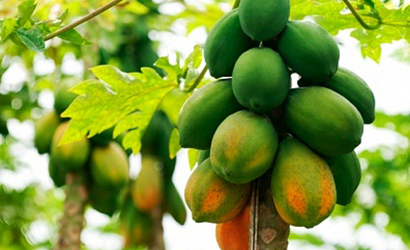 Chỉ cần d&ugrave;ng đu đủ xanh, người bệnh kh&ocirc;ng cần tiến h&agrave;nh phẫu thuật loại bỏ sỏi thận