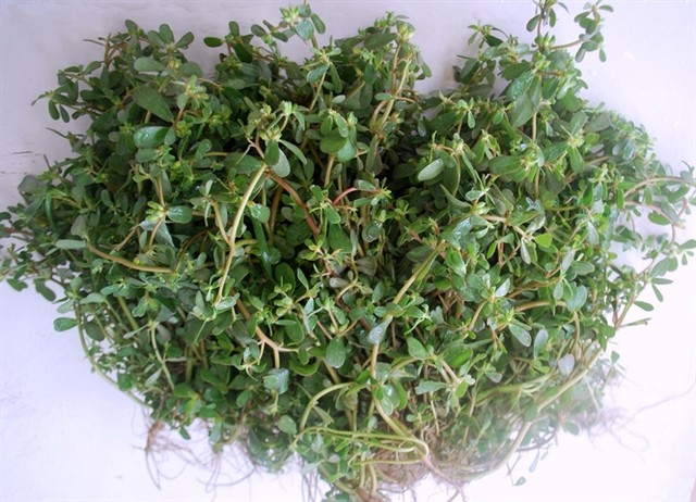B&agrave;i thuốc d&acirc;n gian từ rau sam c&oacute; thể gi&uacute;p người bệnh loại bỏ ho&agrave;n to&agrave;n sỏi thận m&agrave; kh&ocirc;ng cần phẫu thuật