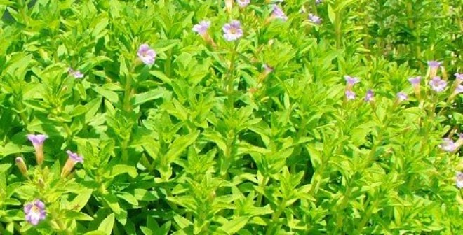 Phương ph&aacute;p chữa sỏi thận bằng rau ngổ rất hiệu quả m&agrave; dễ thực hiện