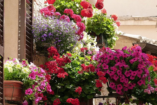 Ngỡ ng&agrave;ng trước thị trấn ngập sắc hoa đẹp như tranh vẽ ở Italia
