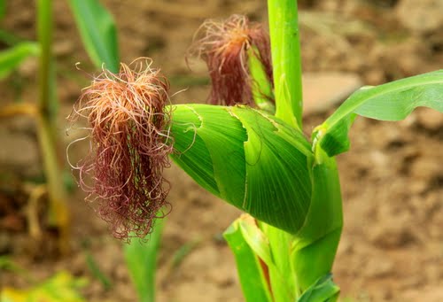 R&acirc;u ng&ocirc; l&agrave; khắc tinh của sỏi thận