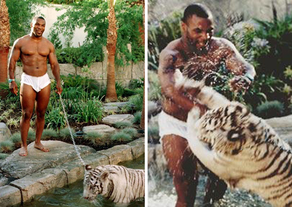 Vận động viên quyền anh Mike Tyson không kém cạnh khi giữ trong nhà một chú hổ trưởng thành. Anh đã từng cho chú hổ này xuất hiện cùng mình trong bộ phim The Hangover.