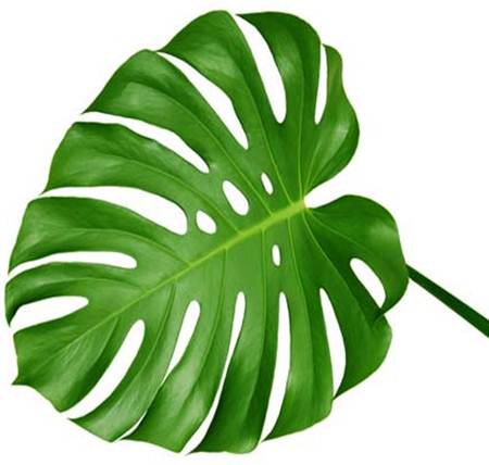 L&aacute; trầu b&agrave; l&agrave; một trong những loại l&aacute; c&acirc;y chữa sỏi thận rất hiệu quả