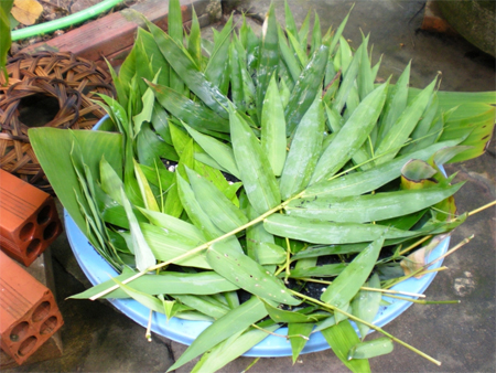 L&aacute; tre l&agrave; b&agrave;i thuốc chữa sỏi thận hiệu quả nhưng c&ograve;n &iacute;t người biết đến