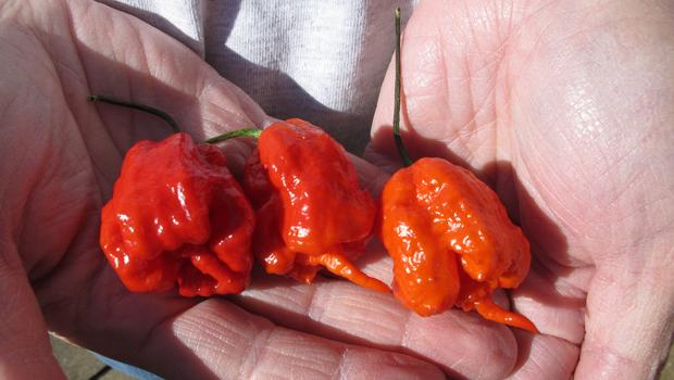 Món ăn cay nhất thế giới: Ớt Infinity có vị cay lên tới 1.067.286 độ Scoville (Độ cay Scoville biểu thị mức cay của ớt do nhà hóa học người Mỹ Wilbur Scoville đề xuất năm 1912). Những ai ăn phải loại ớt này đều phải nhập viện vì phồng rộp, cháy khoang miệng.