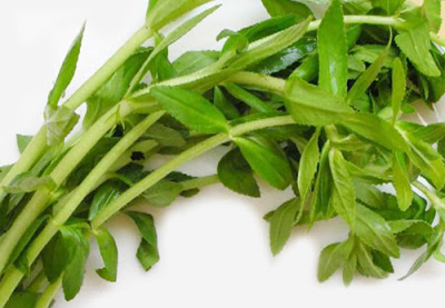 Rau ngổ l&agrave; vị thuốc d&acirc;n gian chữa sỏi thận quen thuộc