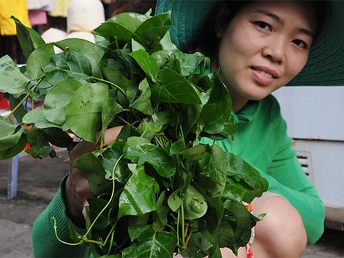 L&aacute; giang c&oacute; dược t&iacute;nh cao, l&agrave; vị thuốc c&oacute; thể loại bỏ sỏi thận kh&ocirc;ng cần phẫu thuật