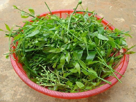Rau sắng: Không giống như các loại rau khác chỉ cần trồng một hai ngày là được thu hoạch, rau sắng từ khi trồng đến khi được hái lá đầu tiên phải sau ít nhất là 3-5 năm.  Lá rau sắng được dùng để nấu canh với thịt hoặc cá, thậm chí nấu không với nước sôi, chỉ cần thêm chút muối hay gia vị cho vừa miệng cũng vẫn cảm nhận được sự đậm đà. Rau sắng nhai càng lâu sẽ càng thấy có vị ngọt, càng thấy có vị bùi đặc biệt rất khó tả.