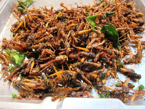 Bọ xít, châu chấu rang: Đây là hai trong những món nhậu khiến nhiều người ghê sợ nhất bởi nhắc tới bọ xít và châu chấu, chúng ta sẽ hình dung ra những con bọ xít có mùi hôi, nước tiểu của chúng có thể gây mù mắt. Còn châu chấu là loại côn trùng gây hại cho cây trồng và thường xuất hiện nhiều vào mùa hè. Tuy nhiên nếu chế biến cẩn thận, bạn sẽ có một món nhậu cực ngon và rất hợp miệng. Tuy nhiên nhiều người nước ngoài cảm thấy sợ hãi khi thử món này lần đầu.