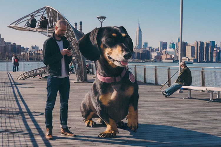 Nàng chó xinh xắn cũng chính là người mẫu trong cuốn sách ảnh “Vivian the Dog Moves to Brooklyn” của cậu chủ.