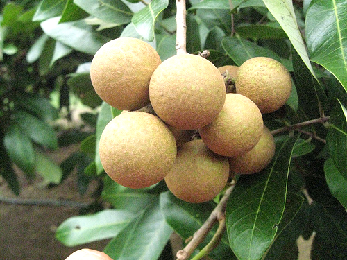 Nhãn là một trong những đặc sản địa phương nổi tiếng, vị thanh ngọt và hương thơm quyến rũ. Nơi có nhiều nhãn ngon là những khu vườn tại xã Hiệp Thành - đây cũng là điểm du lịch thu hút khách thập phương ở Bạc Liêu.