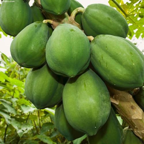 Công dụng chữa sỏi thận của đu đủ sẽ khiến người bệnh bất ngờ