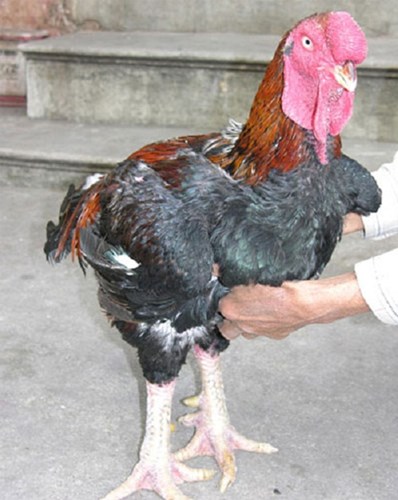 Người dân nơi đây không nhớ rõ gà Hồ có từ bao giờ, nhưng tên tuổi của nó gắn với dòng tranh Đông Hồ thì không ai phủ nhận vì đây là giống gà đẹp mã, thịt thơm ngon nên giống gà này chỉ có được vào dịp tết đến xuân về.  Gà Hồ thịt thơm, giòn, ngọt, ăn một lần là nhớ mãi. Vì là loại gà giống to nên gà muốn ăn thịt được phải từ 2,5-3 kg trở lên. Vì thế thời gian nuôi một con gà thịt kéo dài đến 7-8 tháng.