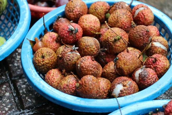 Khiếp hồn với những thứ quả thối ruồi nhặng bu đầy xung quanh