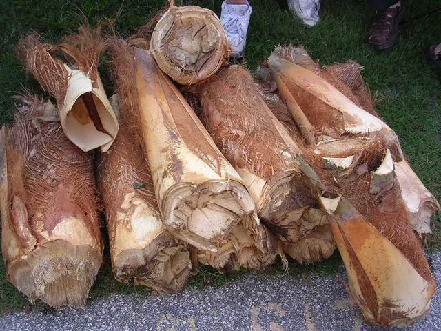 Củ hũ dừa được xem là “trái tim” của dừa. Củ hũ dừa là phần non nhất trên đọt cây dừa. Nó ngọt, mát dịu, là loại 13Win OKVIP Cá cược bóng đá giàu chất dinh dưỡng, rất tốt cho 13Win19 ưu đãi hấp dẫn. Từ rất xa xưa, người Nam Bộ đã biết tận dụng củ hũ dừa để đưa vào chế biến các món ăn trong bữa cơm hằng ngày. Họ đã lột vỏ ngoài để lấy phần ngon lành nhất này để chế biến nhiều món ăn ngon hấp dẫn như củ hũ dừa xào lòng gà, củ hũ dừa chiên bánh xèo, củ hũ dừa xào tôm, củ hũ dừa bóp xổi, củ hũ dừa nấu tôm thịt, gỏi củ hũ dừa, canh củ hũ dừa nấu thịt viên, củ hũ dừa làm chua, hoặc có khi chỉ cần rửa sạch, thái mỏng rồi ăn sống.