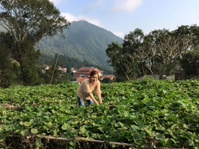 Quê nội của nữ ca sĩ Hoàng Thùy Linh nằm ở Tam Đảo, Vĩnh Phúc, nơi nổi tiếng với hàng chục héc-ta su su. Mảnh đất này được thiên nhiên ưu đãi và ban tặng điều kiện thuận lợi để su su phát triển quanh năm. Chính vì thế, không quá ngạc nhiên khi Đăng ký và nhận 60K 24 bao lì xì miễn phí mỗi ngày cô sở hữu một vườn rau rộng lớn và vô cùng tươi tốt, mướt mắt nơi sườn núi bao la.