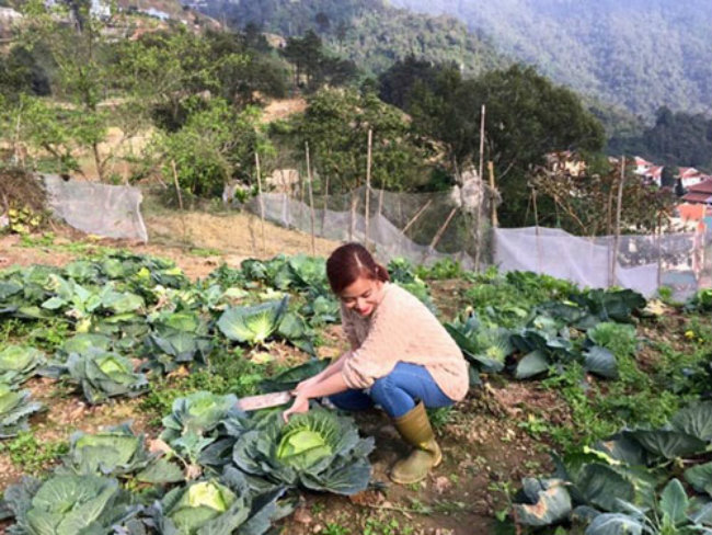 Những luống bắp cải to tròn chắc nịch, những ngọn su su xanh mơn mởn do tự tay ông bà gieo trồng. Hoàng Thùy Linh cũng rất thích thú khi thử tự tay thu hoạch thành quả vào để chế biến thành những món ăn vừa dân dã vừa đậm đà hương vị của quê hương.