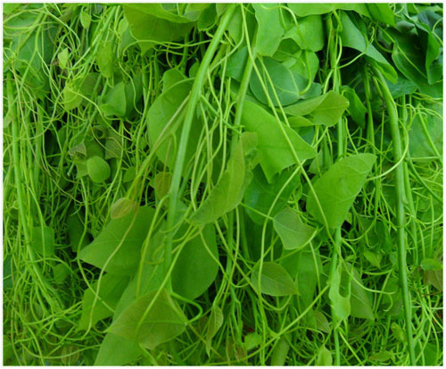 Rau dạ hiến hay còn gọi là rau bồ khai, tiếng Tày – Nùng gọi là Phjắc diển, thường mọc hoang ở vùng núi đá. Ðây là loại cây thân dây rất giòn, dễ gãy. Thân được chia làm nhiều nhánh to bằng đầu đũa bám trên các cây gỗ để đón ánh sáng mặt trời. Dù là thứ rau dại, mọc hoang nhưng rất hiếm nơi có. Vì thế, khoảng thời gian từ tháng hai đến tháng bảy âm lịch, nếu như có ai vào rừng hái được một nắm rau dạ hiến là cảm thấy rất quý.