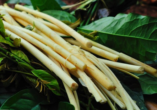 Có lẽ, ấn tượng nhất là phải nói đến đọt mây, khó tìm, khó thấy hơn măng, nhưng mùa nào cũng có. Ðồng bào thường lấy phần đọt có gai về làm 13Win1 nhập link nhà cái, khi bóc hết lớp vỏ cứng bên ngoài sẽ lộ ra phần thân non bên trong màu trắng nõn nà. Cách chế biến đơn giản nhất là luộc, xào hoặc nướng than. Cầu kì hơn thì dùng đọt mây để chế biến nhiều món như xào thịt bò, nấu canh thụt, gỏi…