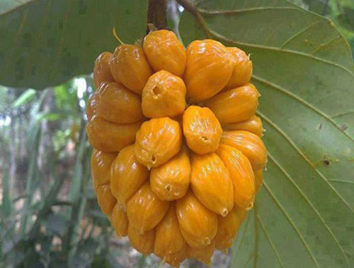 Nói tới Mít thì Long Khánh vốn là đất của mít, xoài, đu đủ rất lâu đời. Ba loại trái này thì khắp nơi đều có không nhiều thì ít.   Nhưng “Mít tố nữ” thì gần như độc chiếm ở đất Long Khánh. Mít Tố nữ, trái nhỏ hơn rất nhiều so với mít thường, có trái nặng chỉ vài lạng, to thì một, hai ký là nhiều. Do trái nhỏ, nên nhiều người mới vào miền Nam thoạt nhìn tưởng đó là mít non.  Múi và hương vị của mít Tố nữ cũng khác rất nhiều so với mít thường: xẻ một đường đọc để bổ đôi trái mít, lật cuống lên sẽ thấy múi tròn , nổi gân, kết như một chùm dâu chín vàng, thơm lựng, thơm ngạt ngào, thơm rất lâu, vỏ và cùi mít có khi ba ngày còn phảng phất; khách ăn mít tố nữ vừa xong khó mà “che giấu” được người chung quanh bởi cái mùi rất đặc biệt này. 