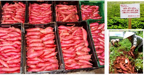Nhiều năm nay, người tiêu dùng đã biết đến khoai lang Tuy Đức. Xuất xứ của sản phẩm này là từ những năm đầu mới thành lập tỉnh, người dân xã Đắk Búk So (huyện Đắk R’lấp nay thuộc địa bàn huyện Tuy Đức) đã đưa giống khoai lang Benzen có nguồn gốc từ Nhật Bản về trồng.